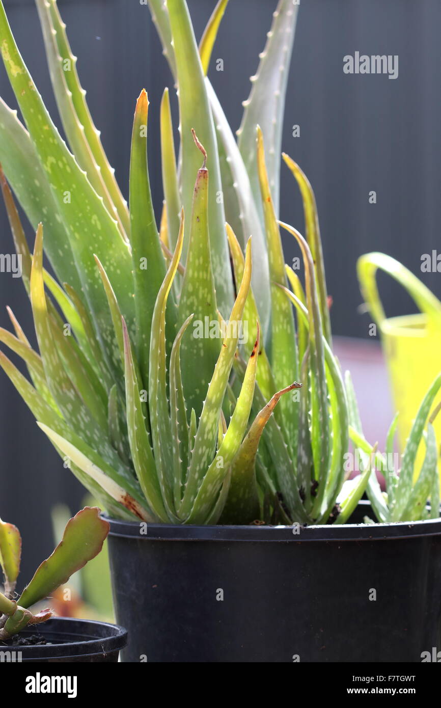 Group of Aloevera plants with pups in a black plastic pot Stock Photo