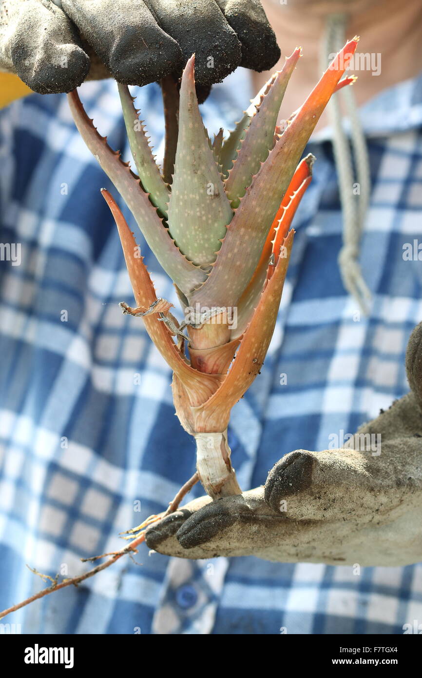 Hands holding aloe vera plant with roots Stock Photo