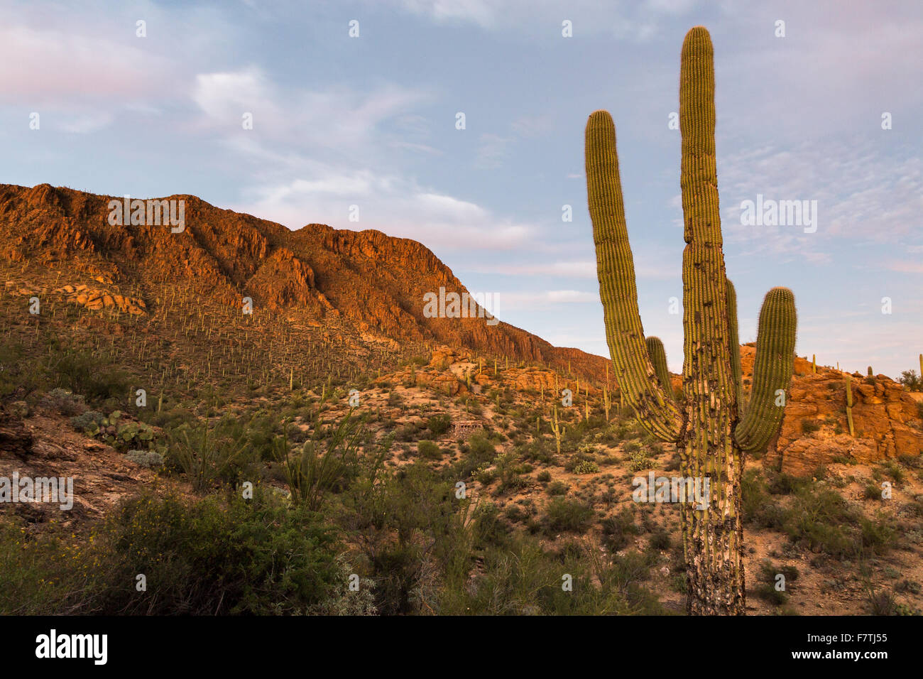 Various Types Of Cactus And Desert Vegetation Set Against Desert Stock Photo Alamy