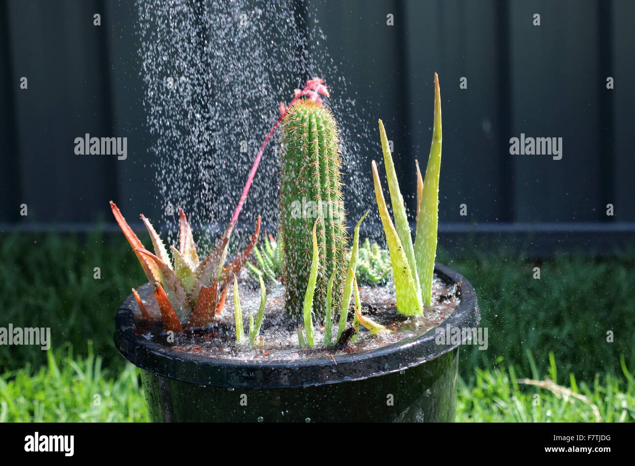 Watering succulents hires stock photography and images Alamy