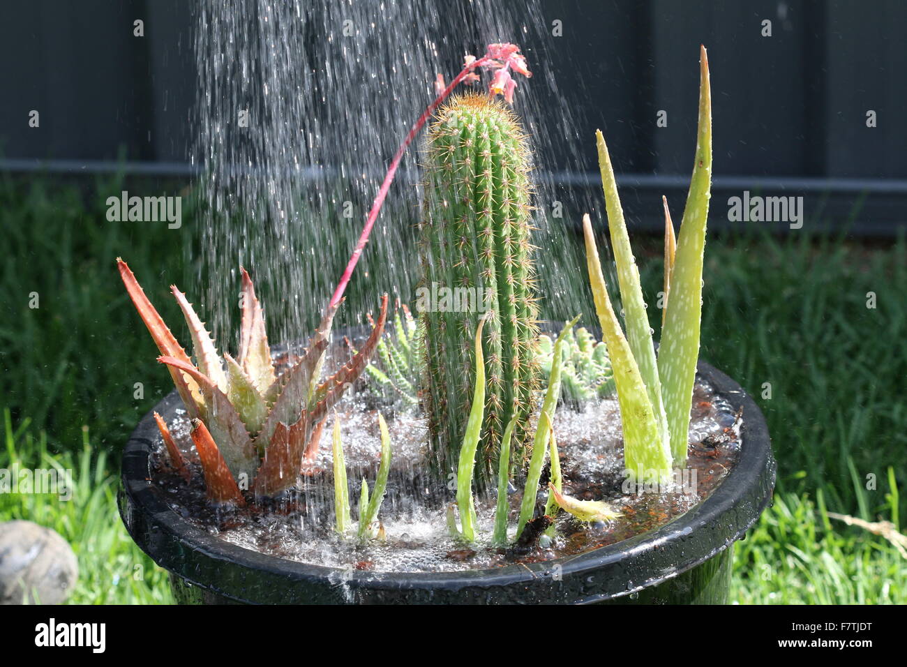 Watering succulents hires stock photography and images Alamy