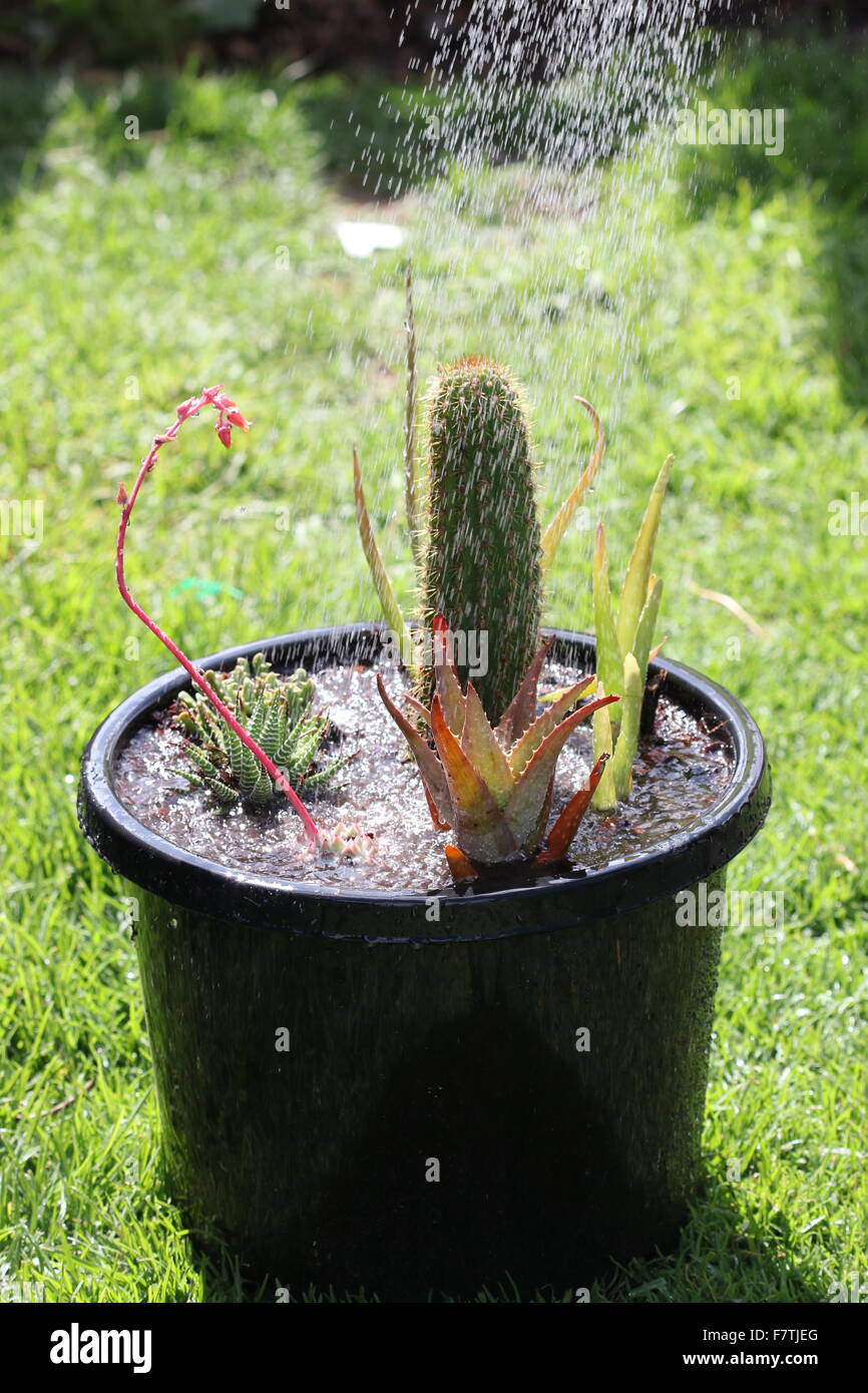 Watering a pot of succulents and cacti Stock Photo Alamy