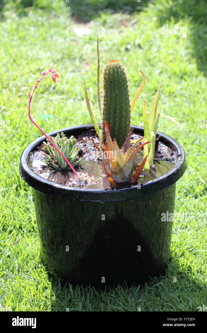 Different variety of cactus in a pot Stock Photo