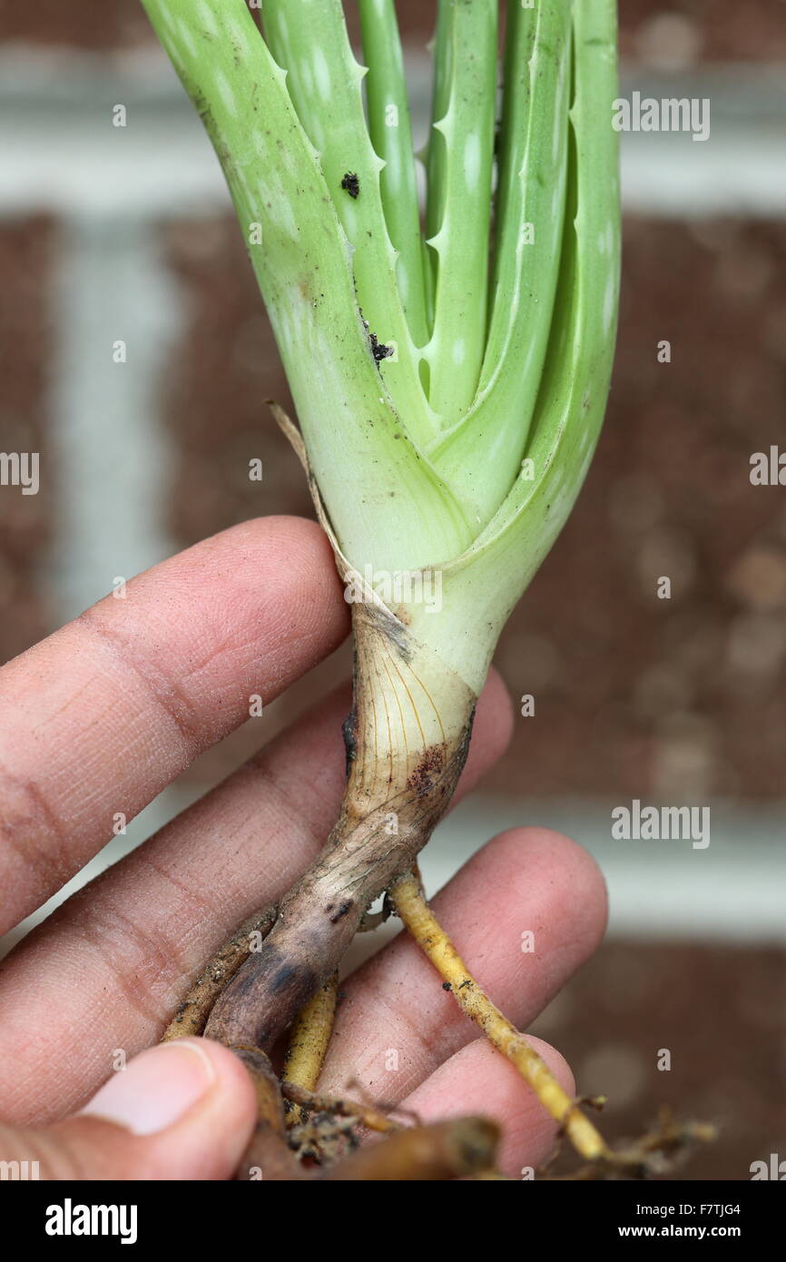 Close up of hand holding aloe vera pups Stock Photo