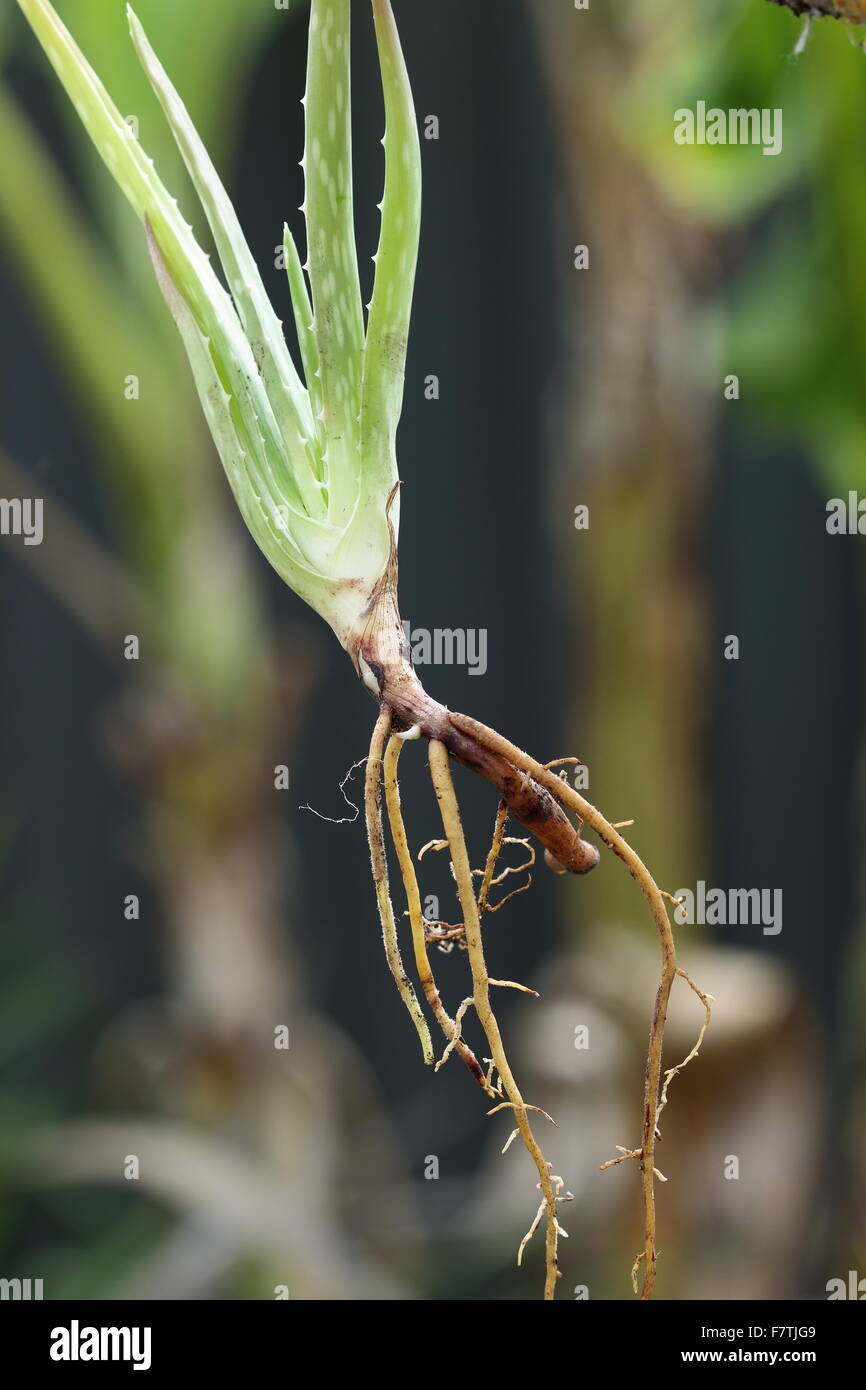 Close Up Aloe Vera Plant With Roots Stock Photo 90895849 Alamy