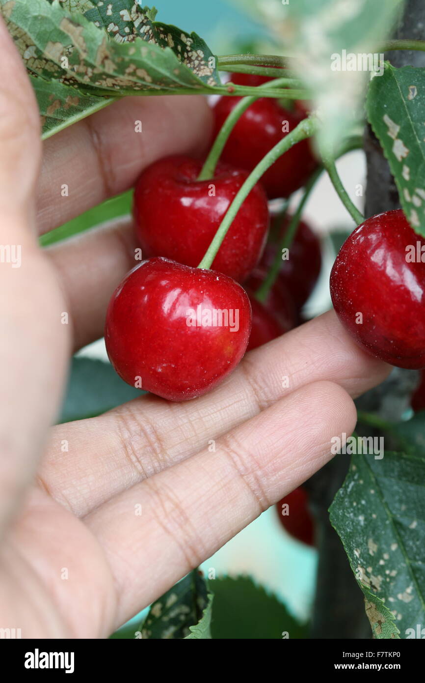 Close up of hand holding  Lapins cherry fruits in hand Stock Photo
