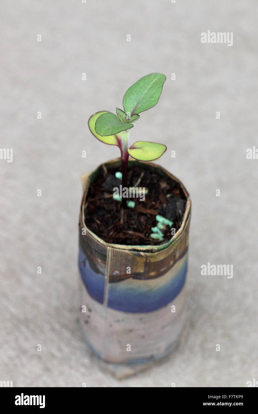 Sunflower seed germinating hires stock photography and images Alamy
