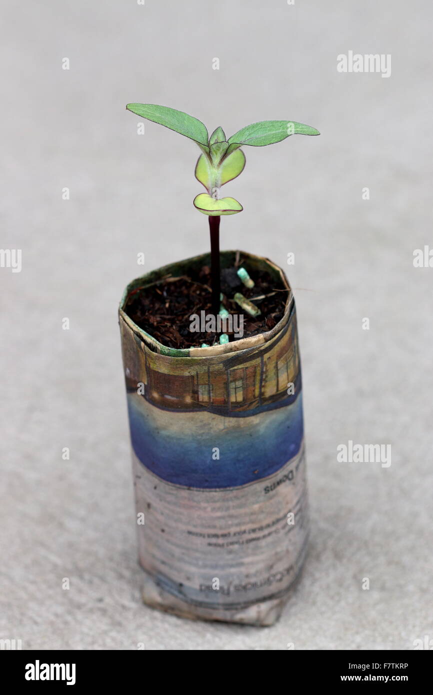 Sunflower seed germinating from newspaper pot Stock Photo Alamy