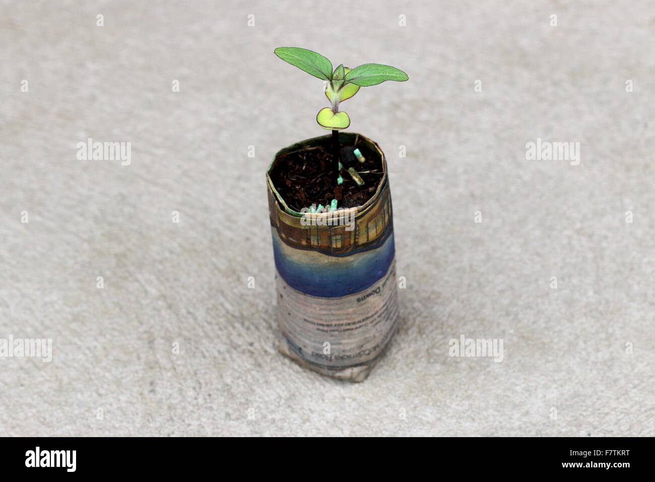 Sunflower seed germinating from newspaper pot Stock Photo
