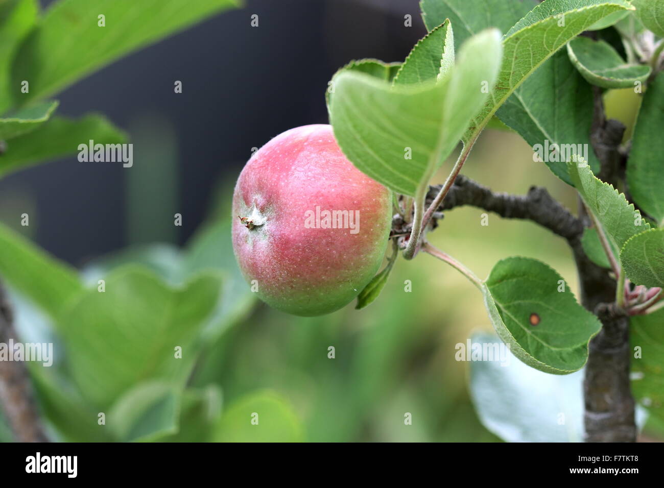 Young apple growing on a tree Stock Photo