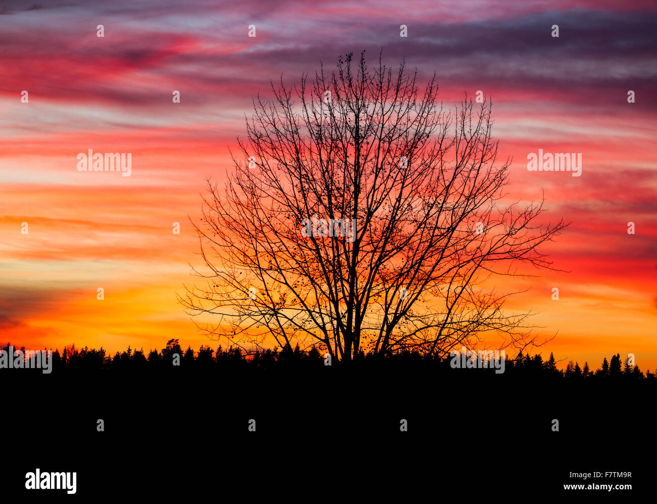 Tree silhouette and beautiful vibrant sunset clouds Stock Photo - Alamy
