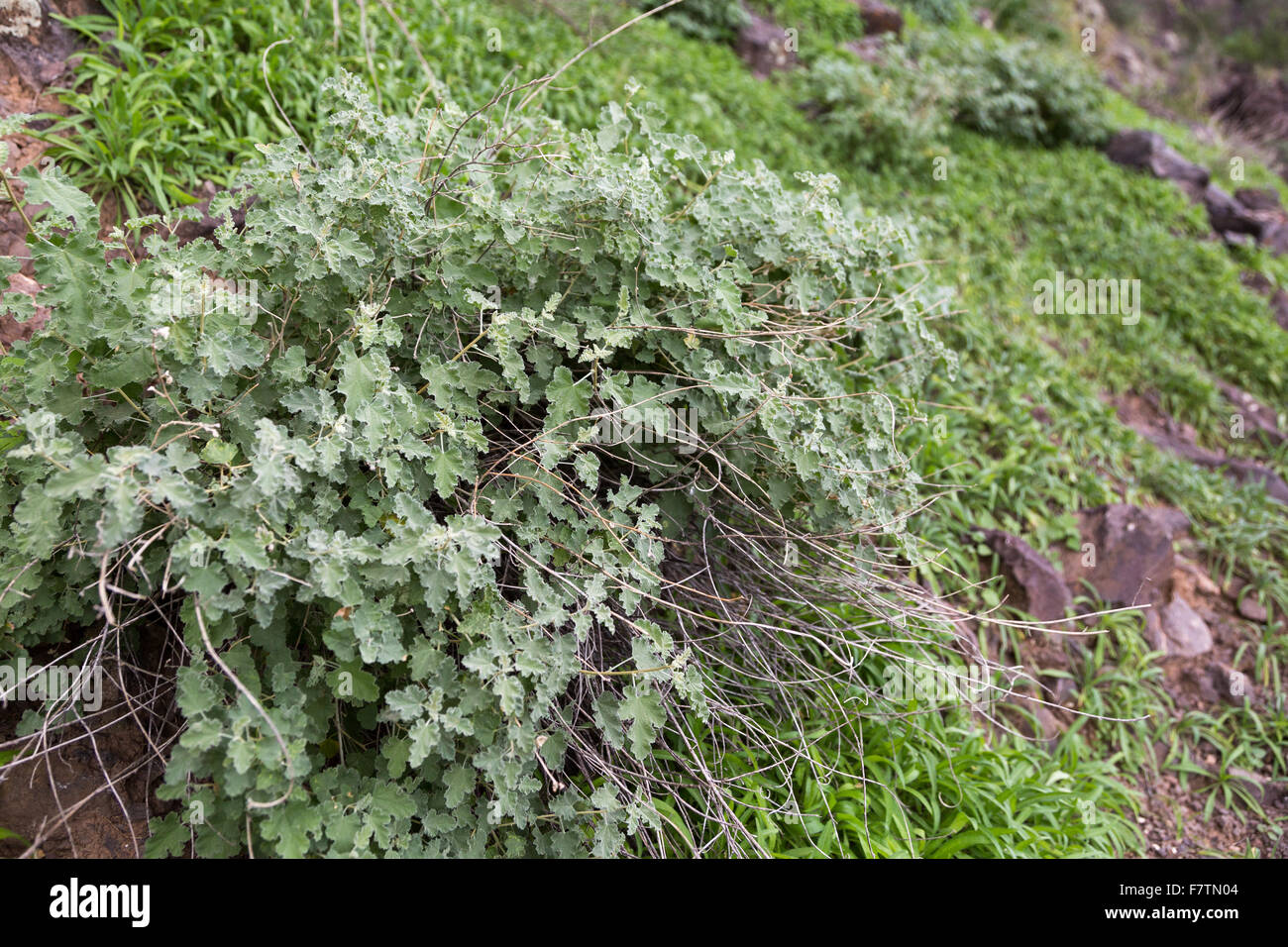 A brittlebush wildflower without any blooming wildflowers, Picacho Peak