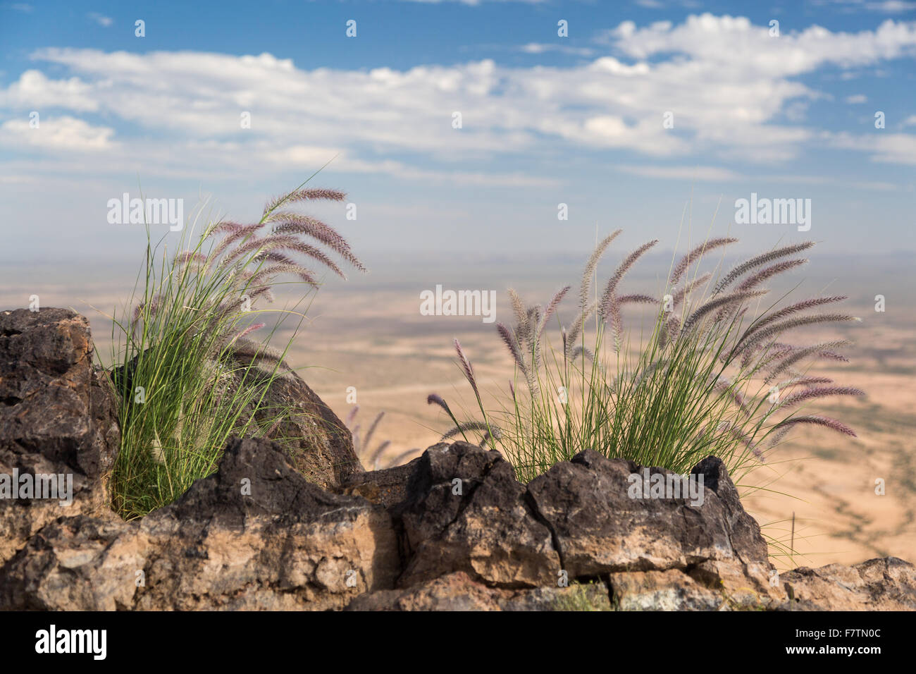 Fountaingrass growing from rocks on the summit of Picacho Peak, Picacho Peak State Park, Arizona Stock Photo