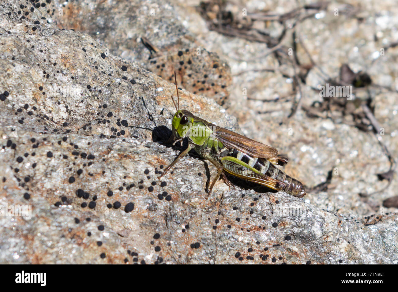 A slant-faced grasshopper (Gomphocerus sibiricus, Aeropus sibiricus ...