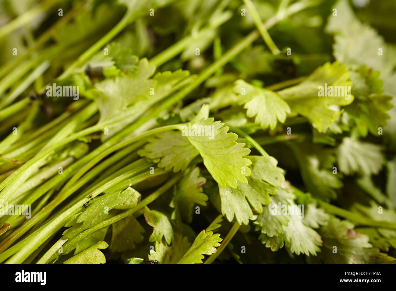 bunch of cilantro leaves Stock Photo