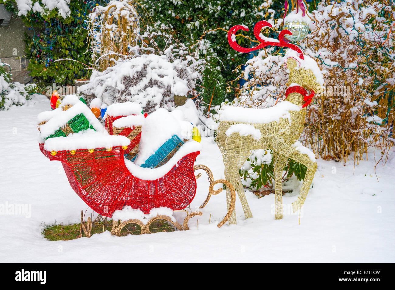 Reindeer and sleigh with presents, outdoor Christmas decoration Stock Photo