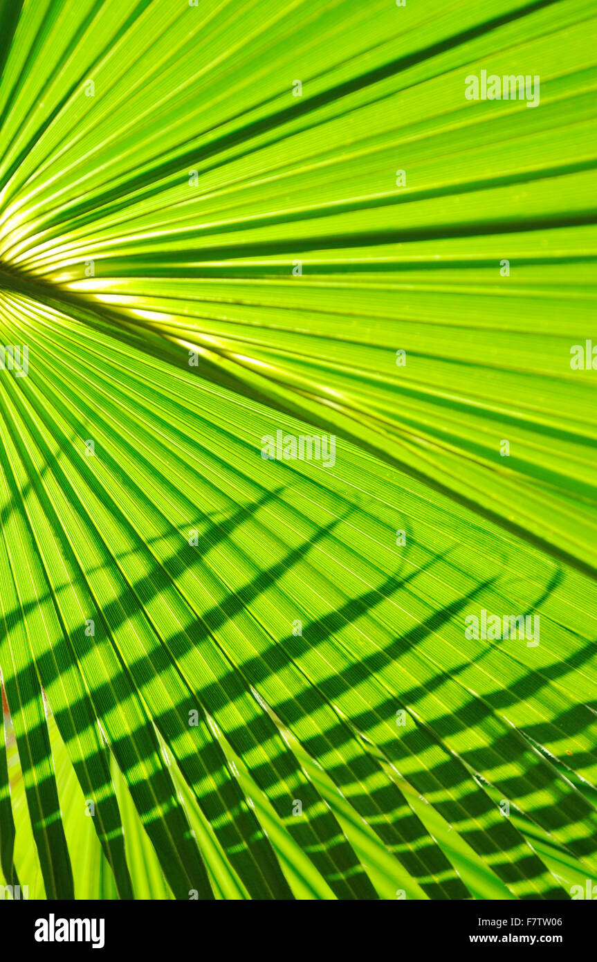 green fresh leaf of palm background closeup Stock Photo - Alamy