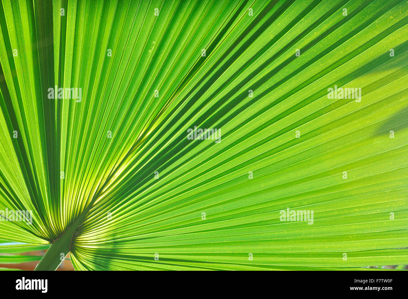 green fresh leaf of palm background closeup Stock Photo - Alamy