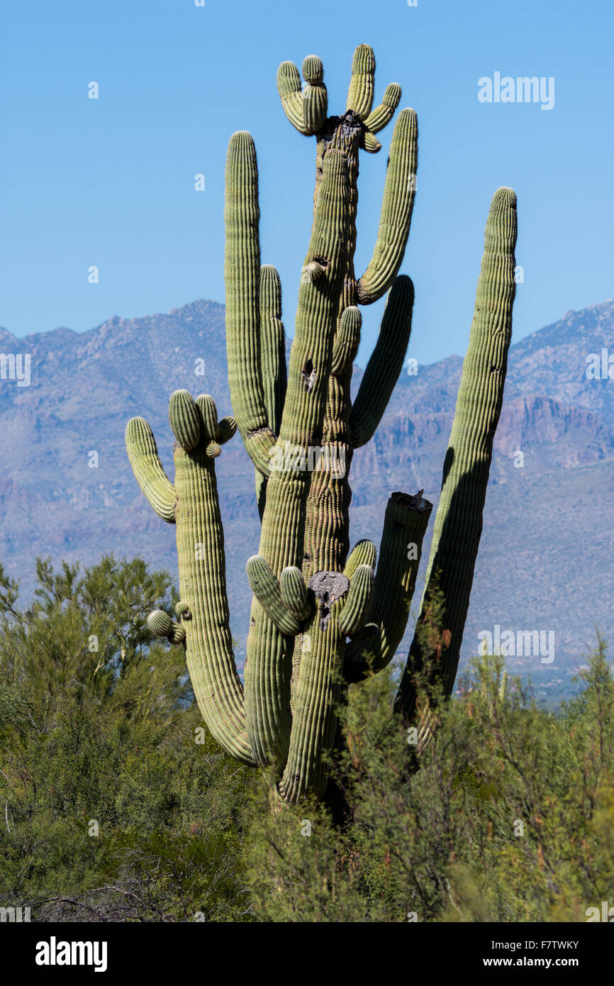 A mature Saguaro cactus (Carnegiea gigantea) with many branches. Saguaro National Park, Tucson, Arizona, USA. Stock Photo