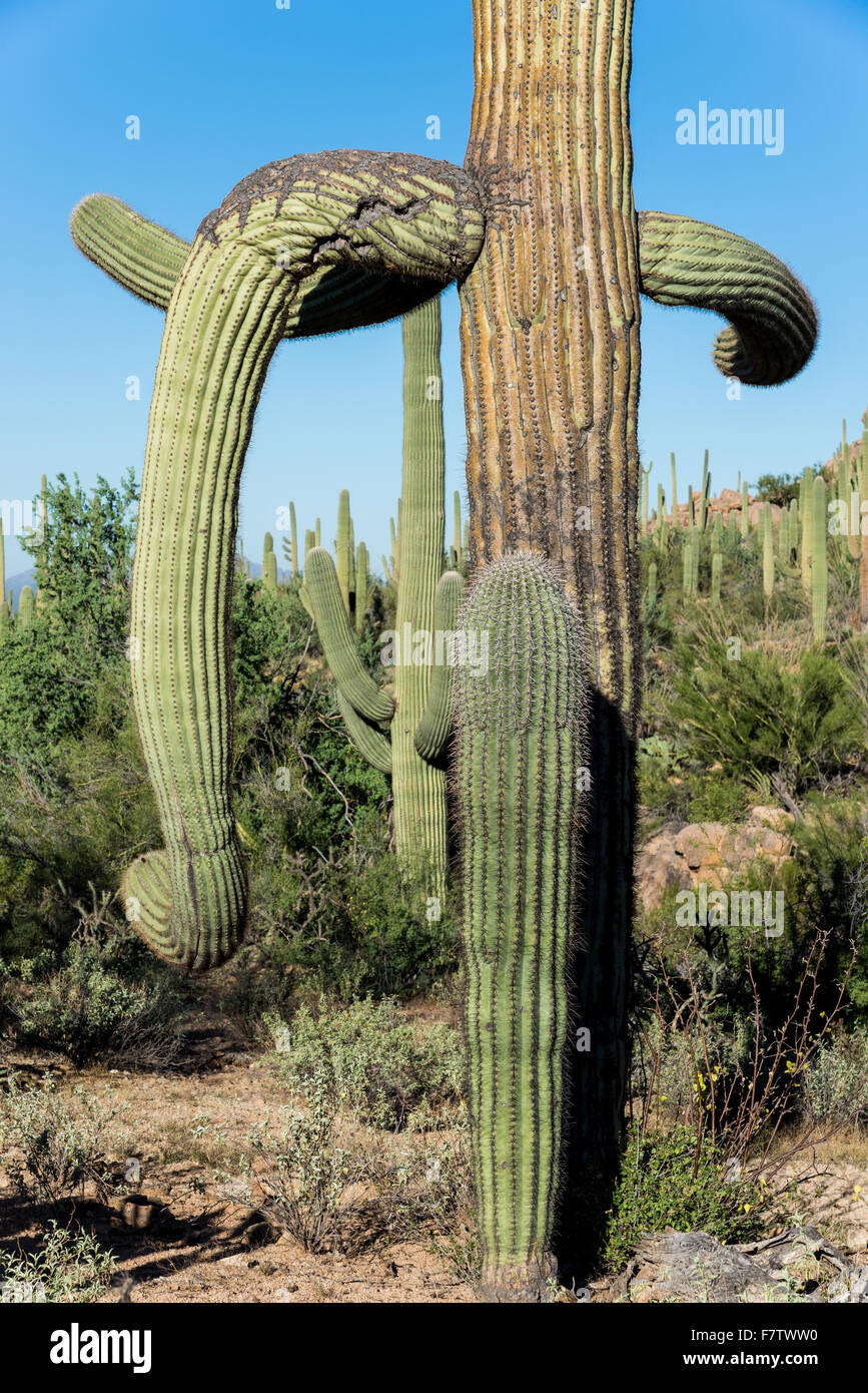 Hombre de pie junto a un gigante cactus saguaro N.P. , Arizona, EE.UU  Fotografía de stock - Alamy