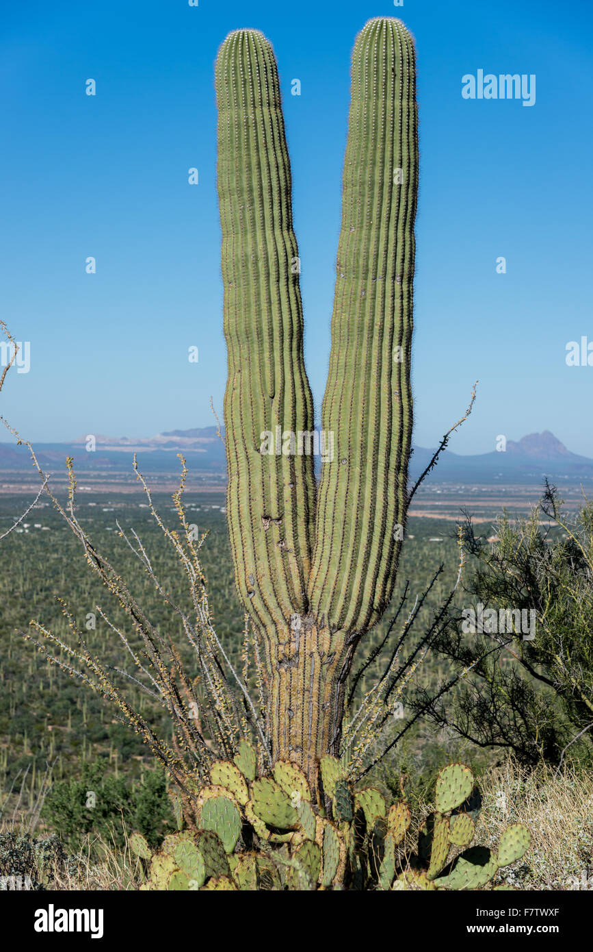 Giant Saguaro cactus (Carnegiea gigantea) stands tall at the Saguaro National Park, Tucson, Arizona, USA. Stock Photo