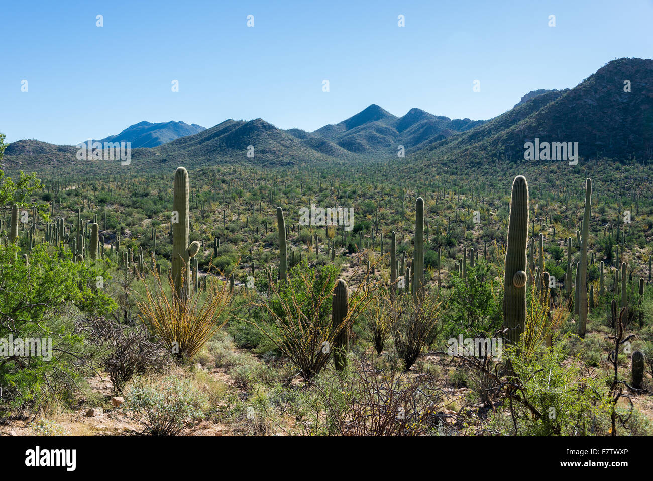 Varieties of cacti grow around the Cactus Forest Trail, Saguaro