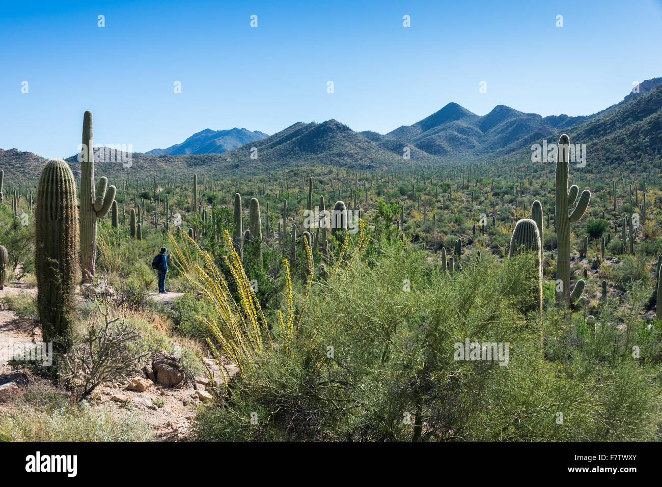 Scenery on the Cactus Forest trail at the Saguaro National Park, Tucson, Arizona, USA. Stock Photo