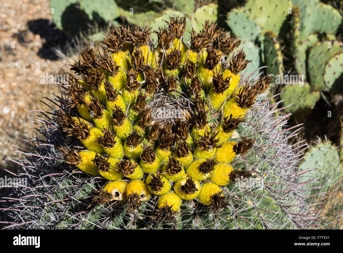 Golden fruits from barrel cactus (Ferocactus cylindraceus). Saguaro National Park, Tucson, Arizona, USA. Stock Photo