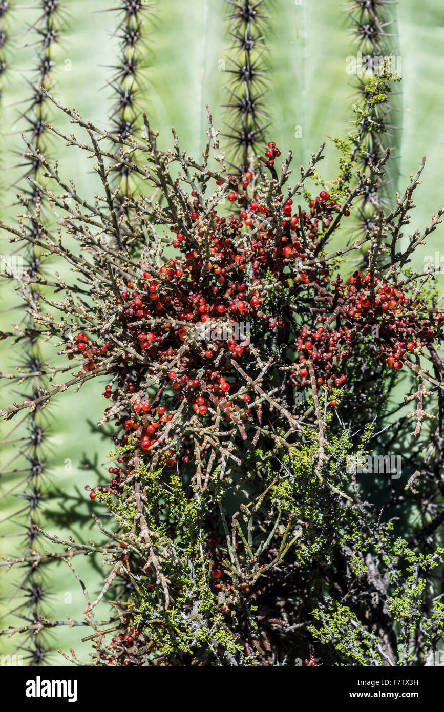 Red Desert mistletoe berries hanging on side of Saguaro cactus in Sonoran Desert. Saguaro National Park, Tucson, Arizona, USA. Stock Photo