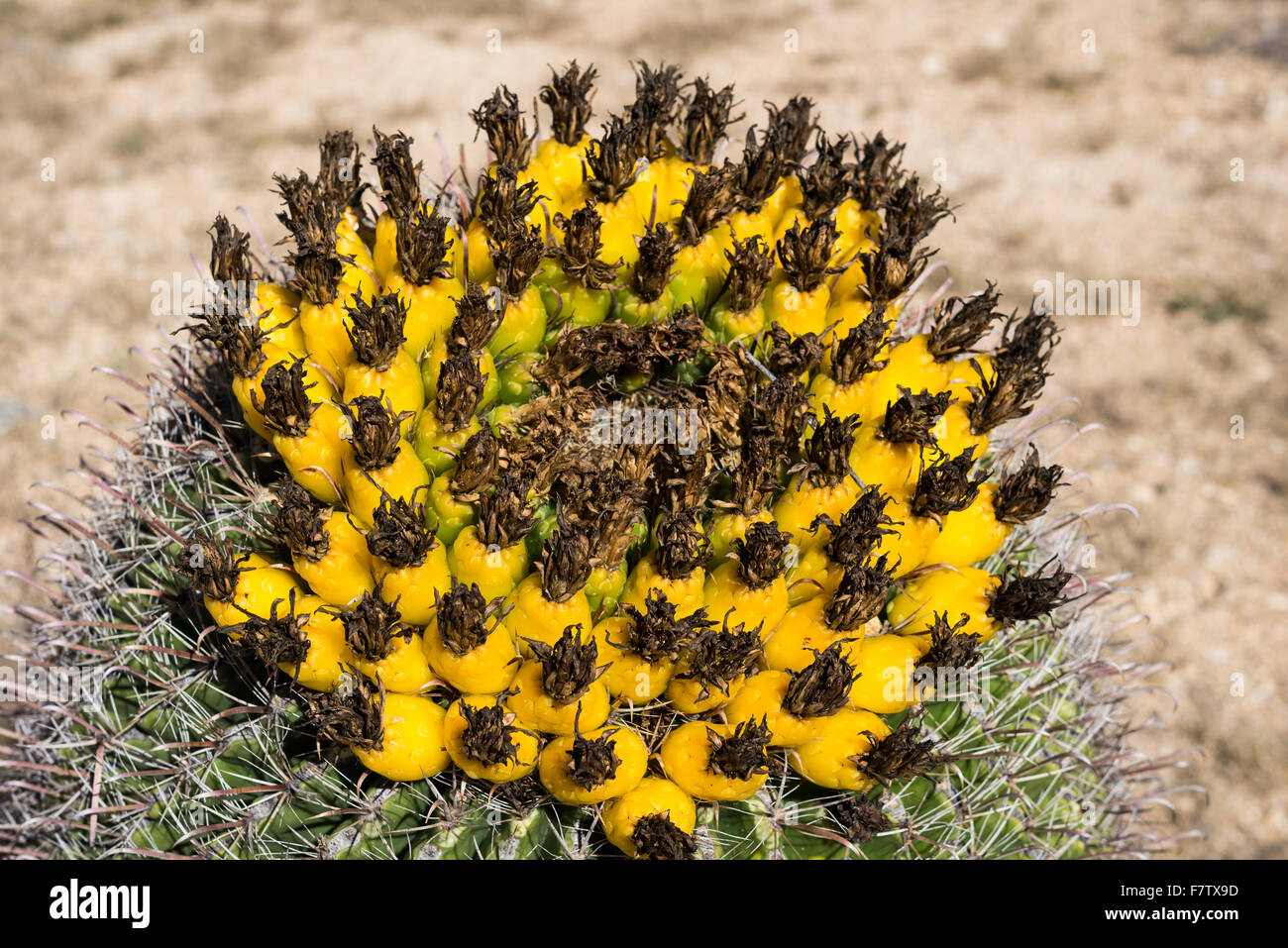 Golden fruits from Saguaro cactus. Saguaro National Park, Tucson