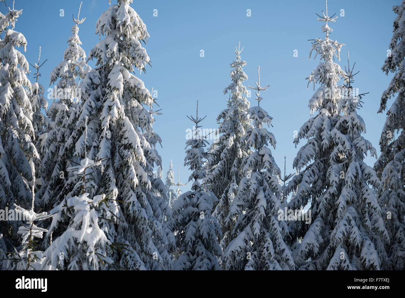 winter sunset, pine tree forest background covered with fresh snow ...