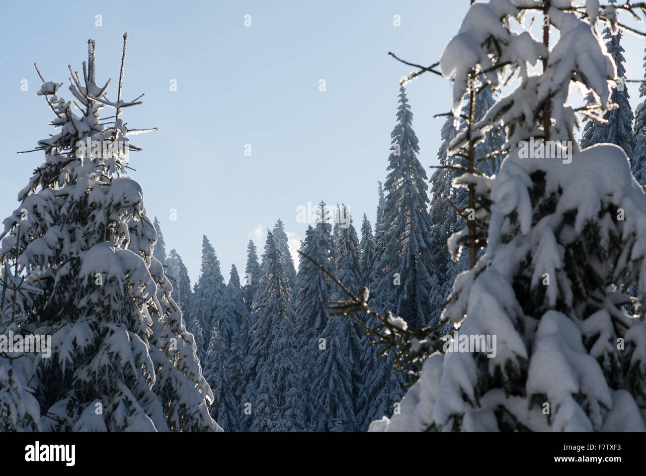 winter sunset, pine tree forest background covered with fresh snow ...