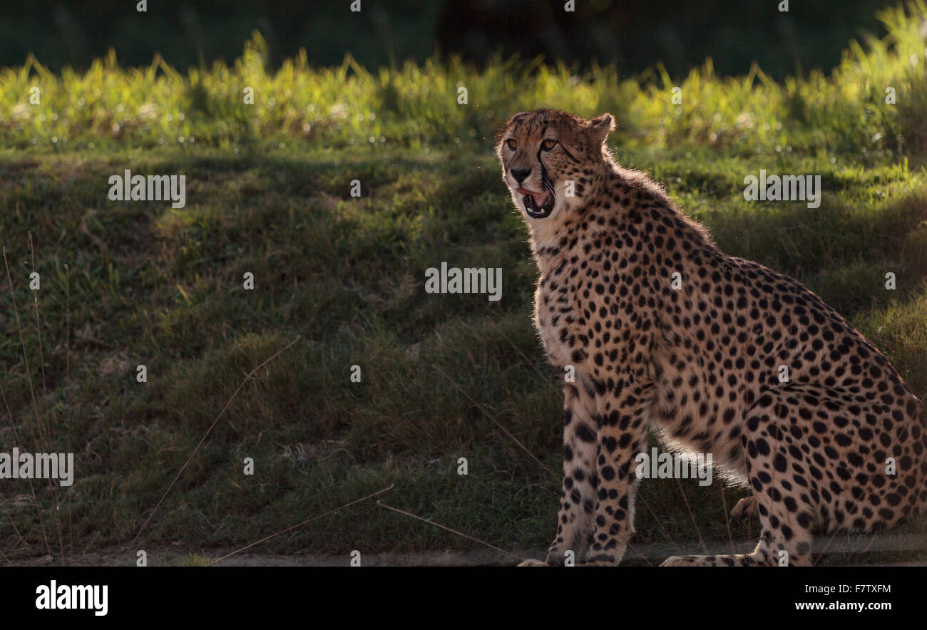 The Cheetah, Acinonyx jubatus, is the fasted mammal on land and can be found on the Serengeti of Africa Stock Photo