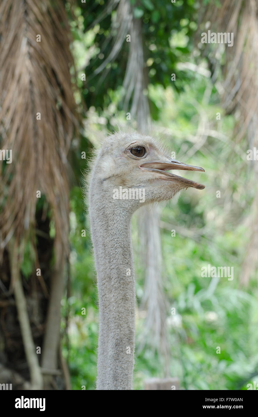 Close-up Head Shot of One Ostrich. Stock Photo