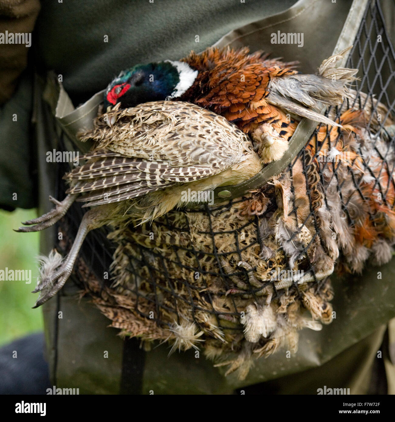 shot pheasants Stock Photo