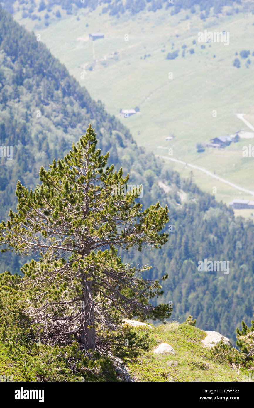 High altitude pine tree hi-res stock photography and images - Alamy