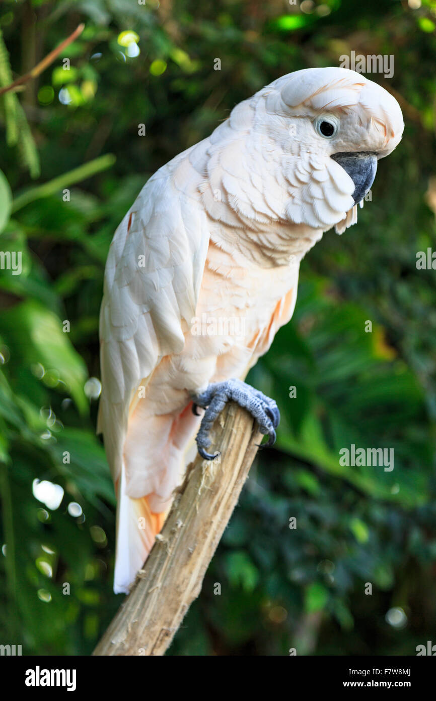 Cute parrot with white plumage perched on a woody branch in its natural green habitat, side view Stock Photo