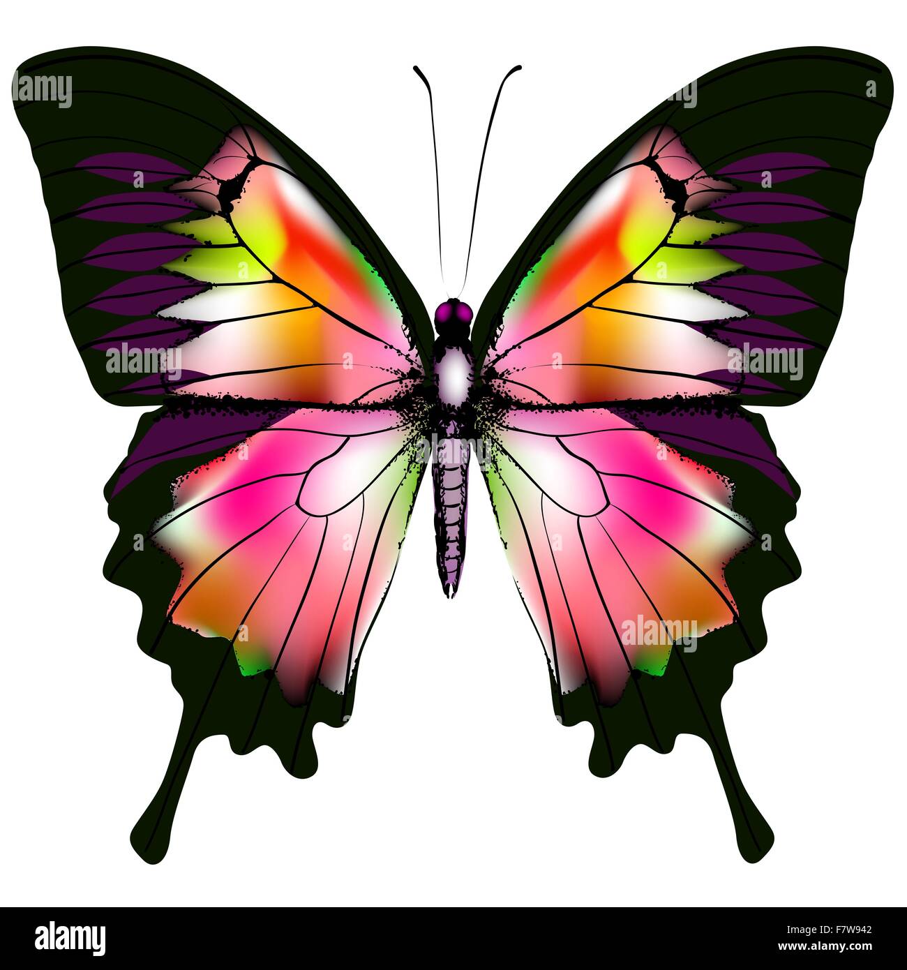 Butterfly Stock Vector