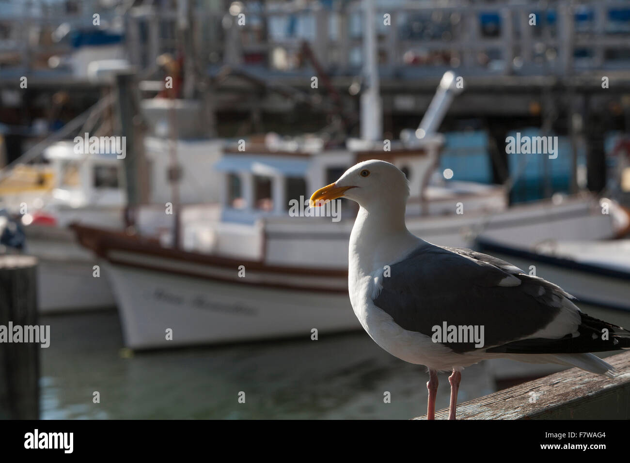 Seagull, Fishermen's Wharf, San Francisco, California, United States Stock Photo