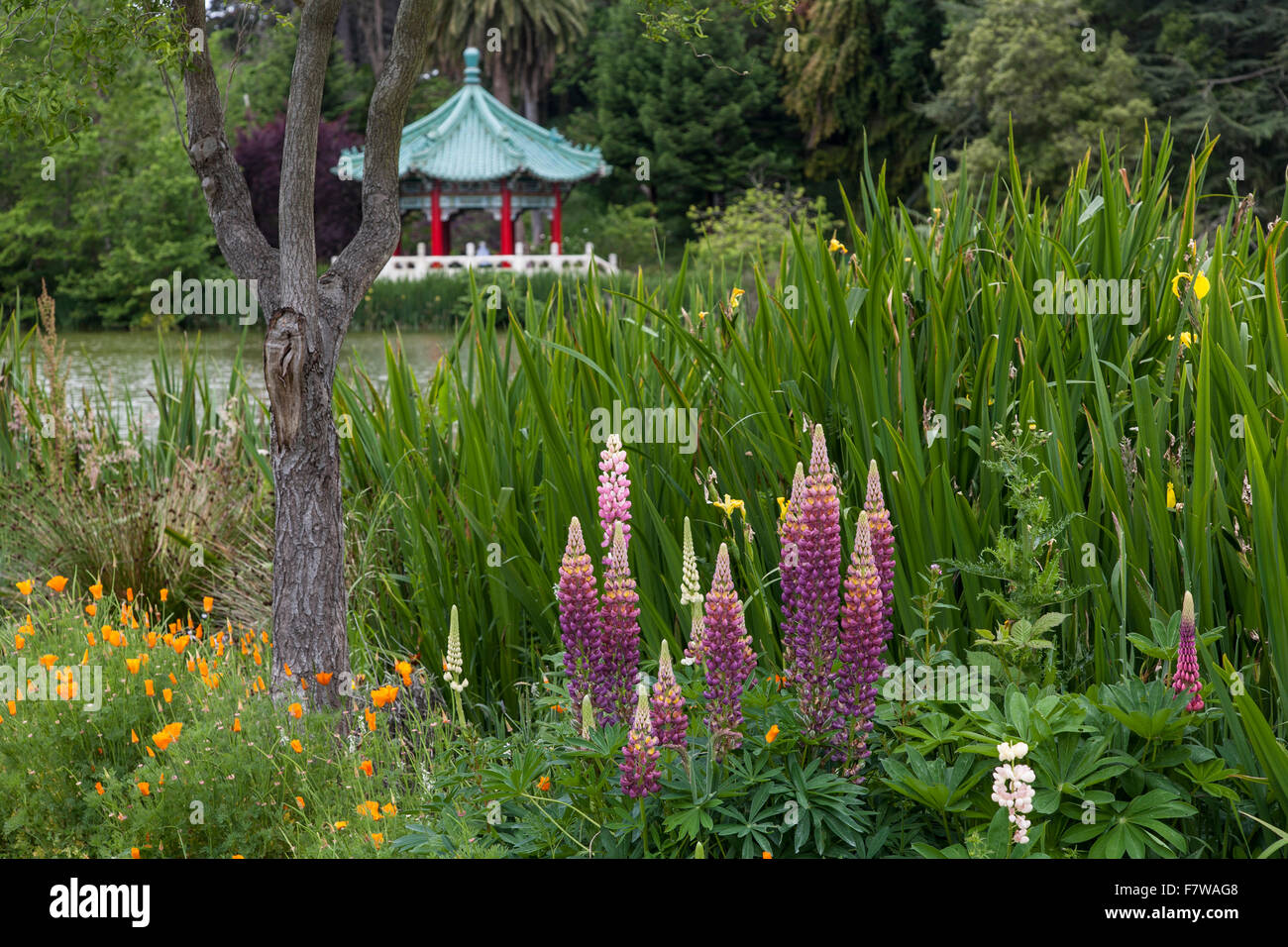 United States, California, San Francisco, Pagoda in Chinese Garden in Golden Gate Park Stock Photo