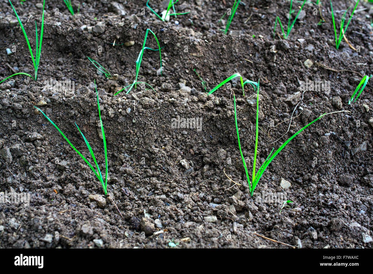 Photo of Onion plants in the ground Stock Photo Alamy