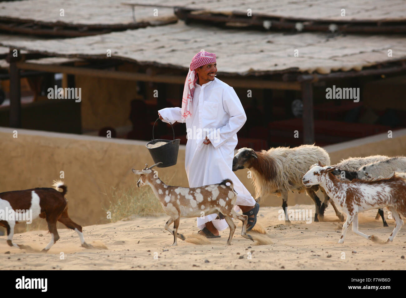 Arab Man Feeding Animal in Jumeirah Bab Al Shams, Dubai, United Arab Emirates Stock Photo