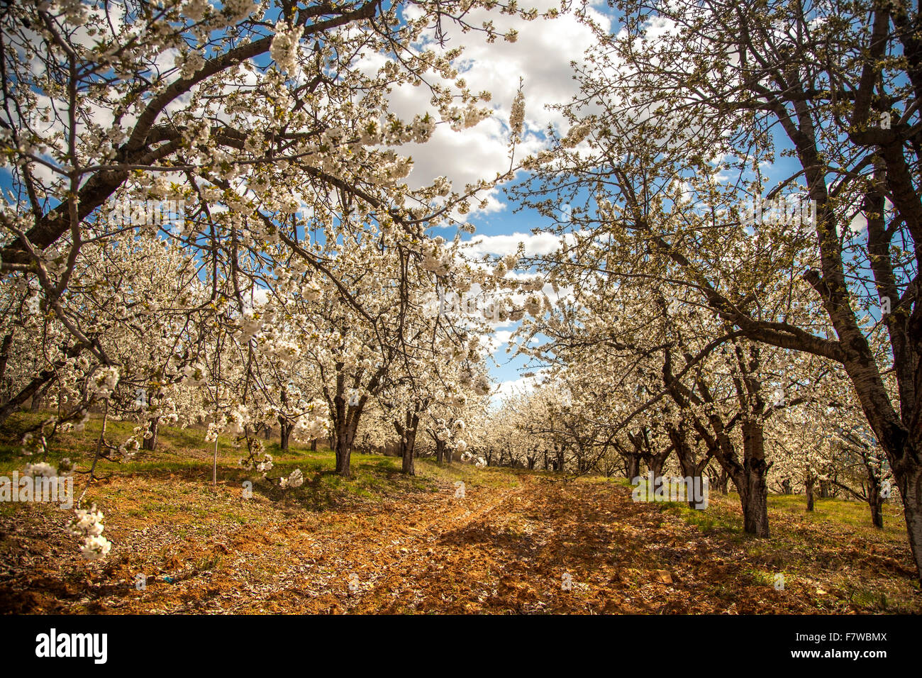 Cherry garden with a lot of trees with blossoms in a sunny spring day. Stock Photo