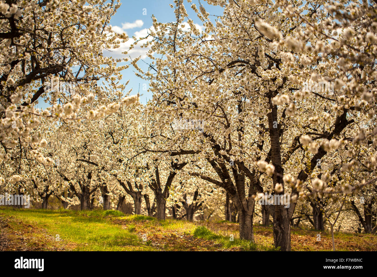 Orchard with many young cherry trees. The spring has and the