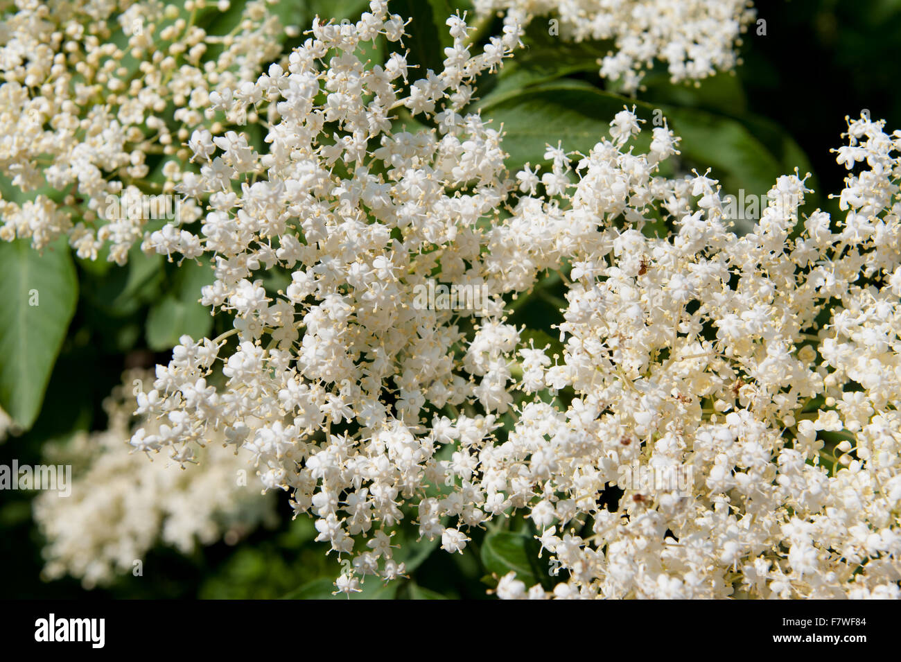 Sambucus nigra white blooming closeup, flowering medicinal shrub plant in the family Adoxaceae, deciduous tree called elder... Stock Photo