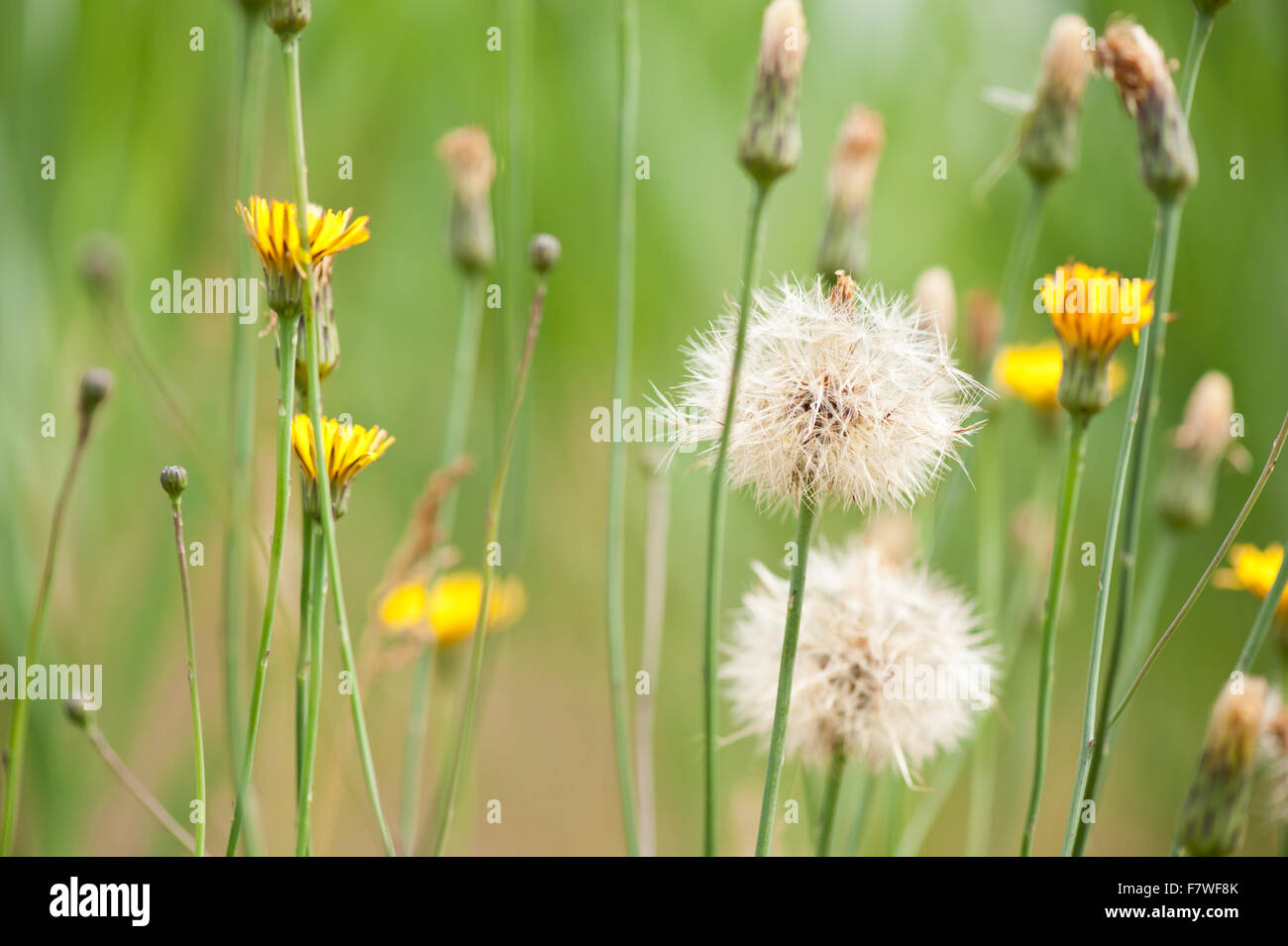 Taraxacum seed white head, Dandelion yellow flowering and shed herbal medicine perennial in the Asteraceae family, plants bloom Stock Photo