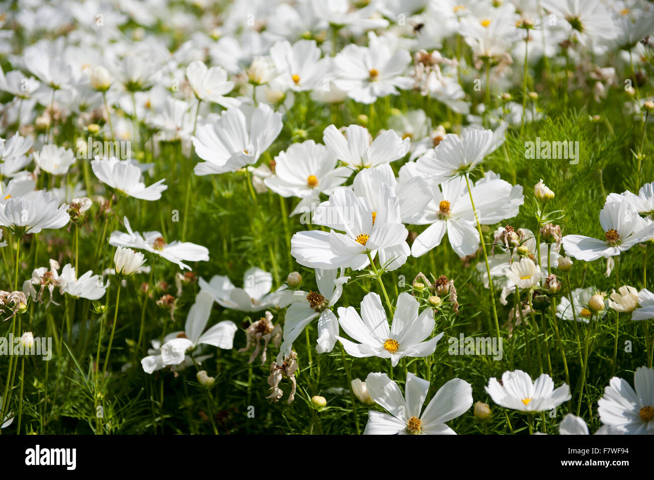 White Cosmos Plants Blooming In July Cosmos Bipinnatus Flowers Called Garden Cosmos Or Mexican Aster Polish Name Warszawianka Stock Photo Alamy