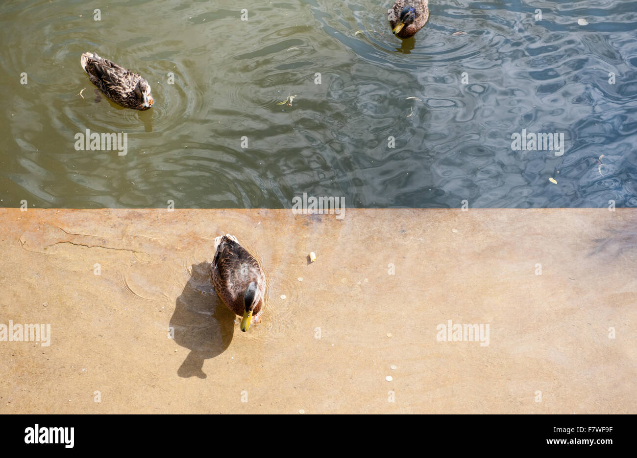 Feeding wild ducks with bread, three birds and pieces of bread floating at the water surface in park pond in Poland, Europe... Stock Photo