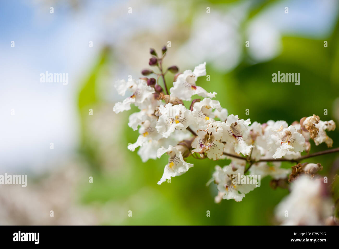 Tubular catalpa flowering macro, deciduous tree blooming white inflorescences closeup, flowers show in July... Stock Photo
