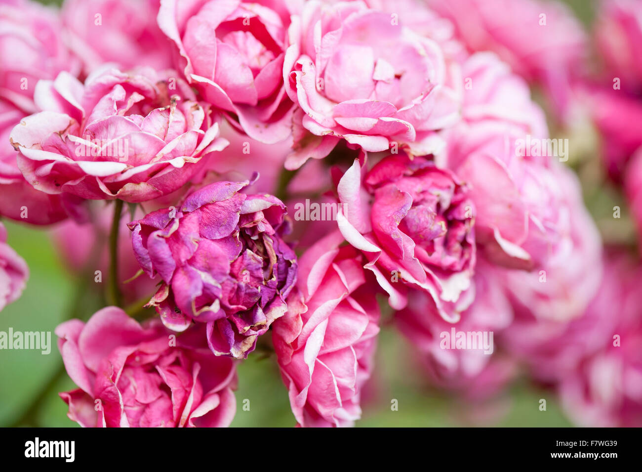 Withering pink roses, fading away pink flowers in July, shed blossoms plant growing in Polish ornamental garden, flowers bunch Stock Photo